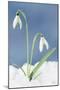Snowdrop Two Flowers in Snow-null-Mounted Photographic Print