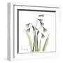 Snowdrop-Albert Koetsier-Framed Art Print