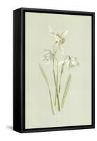 Snowdrop-Frederick Edward Hulme-Framed Stretched Canvas