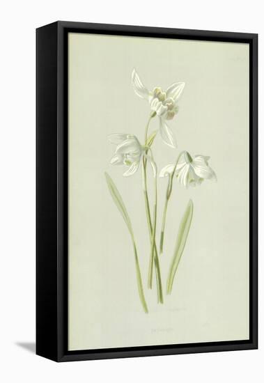 Snowdrop-Frederick Edward Hulme-Framed Stretched Canvas