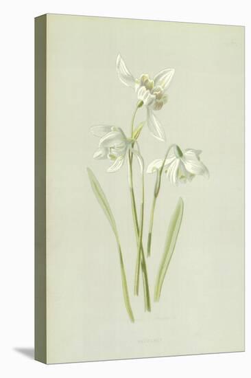 Snowdrop-Frederick Edward Hulme-Stretched Canvas