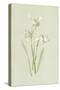 Snowdrop-Frederick Edward Hulme-Stretched Canvas