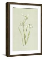 Snowdrop-Frederick Edward Hulme-Framed Giclee Print