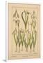 Snowdrop-null-Framed Giclee Print