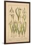 Snowdrop-null-Framed Giclee Print