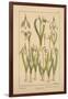 Snowdrop-null-Framed Giclee Print