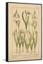 Snowdrop-null-Framed Stretched Canvas