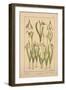 Snowdrop-null-Framed Premium Giclee Print