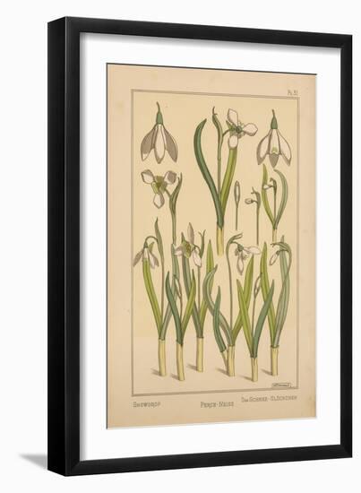 Snowdrop-null-Framed Premium Giclee Print