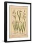 Snowdrop-null-Framed Premium Giclee Print