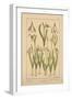 Snowdrop-null-Framed Premium Giclee Print