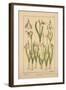 Snowdrop-null-Framed Giclee Print