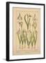 Snowdrop-null-Framed Giclee Print