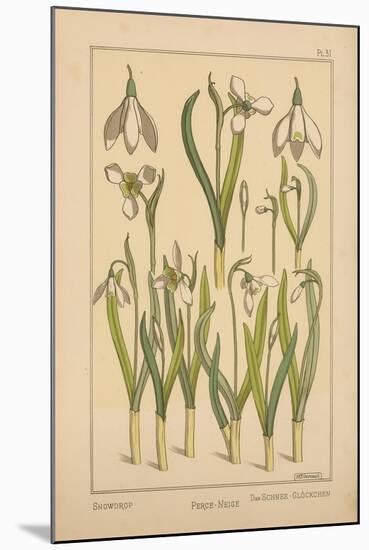 Snowdrop-null-Mounted Giclee Print