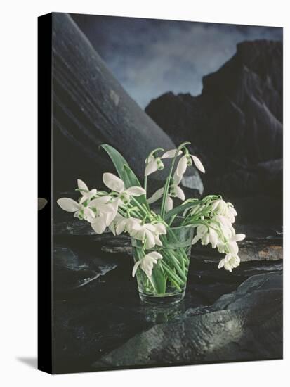 Snowdrops, 1995-Norman Hollands-Stretched Canvas