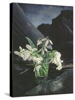 Snowdrops, 1995-Norman Hollands-Stretched Canvas