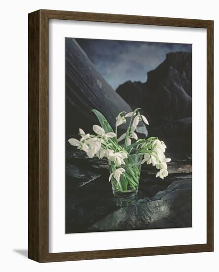 Snowdrops, 1995-Norman Hollands-Framed Photographic Print