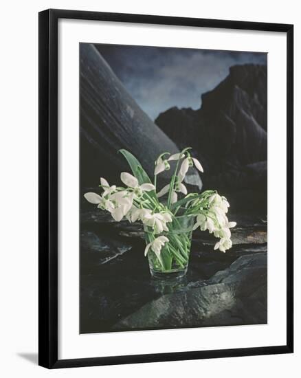 Snowdrops, 1995-Norman Hollands-Framed Photographic Print