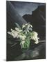 Snowdrops, 1995-Norman Hollands-Mounted Photographic Print