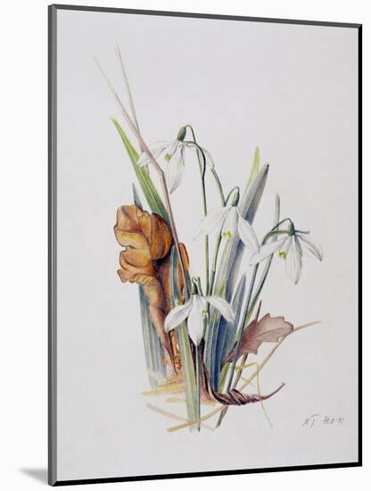 Snowdrops, 2001-Rebecca John-Mounted Giclee Print