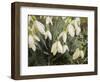 Snowdrops, 2019,-Helen White-Framed Giclee Print