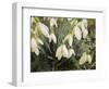 Snowdrops, 2019,-Helen White-Framed Giclee Print