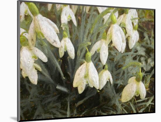 Snowdrops, 2019,-Helen White-Mounted Giclee Print