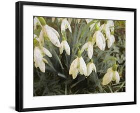 Snowdrops, 2019,-Helen White-Framed Giclee Print