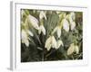 Snowdrops, 2019,-Helen White-Framed Giclee Print