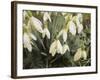 Snowdrops, 2019,-Helen White-Framed Giclee Print