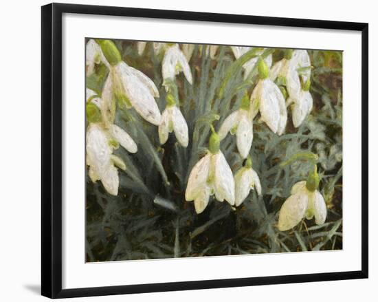 Snowdrops, 2019,-Helen White-Framed Giclee Print