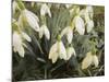 Snowdrops, 2019,-Helen White-Mounted Giclee Print