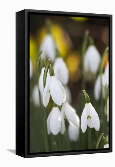 Snowdrops, Cotswolds, Gloucestershire, England, United Kingdom, Europe-Stuart Black-Framed Stretched Canvas