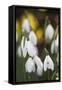 Snowdrops, Cotswolds, Gloucestershire, England, United Kingdom, Europe-Stuart Black-Framed Stretched Canvas