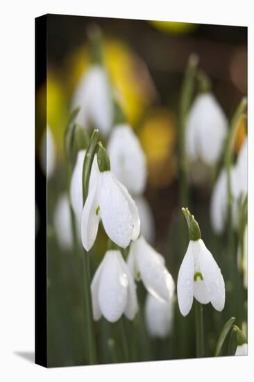 Snowdrops, Cotswolds, Gloucestershire, England, United Kingdom, Europe-Stuart Black-Stretched Canvas