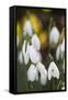 Snowdrops, Cotswolds, Gloucestershire, England, United Kingdom, Europe-Stuart Black-Framed Stretched Canvas