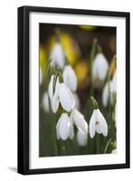 Snowdrops, Cotswolds, Gloucestershire, England, United Kingdom, Europe-Stuart Black-Framed Premium Photographic Print