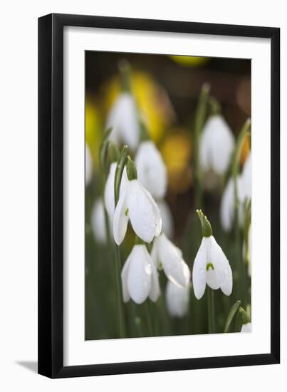 Snowdrops, Cotswolds, Gloucestershire, England, United Kingdom, Europe-Stuart Black-Framed Premium Photographic Print