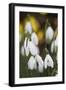 Snowdrops, Cotswolds, Gloucestershire, England, United Kingdom, Europe-Stuart Black-Framed Premium Photographic Print