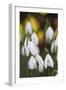 Snowdrops, Cotswolds, Gloucestershire, England, United Kingdom, Europe-Stuart Black-Framed Photographic Print