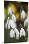 Snowdrops, Cotswolds, Gloucestershire, England, United Kingdom, Europe-Stuart Black-Mounted Photographic Print