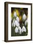 Snowdrops, Cotswolds, Gloucestershire, England, United Kingdom, Europe-Stuart Black-Framed Photographic Print