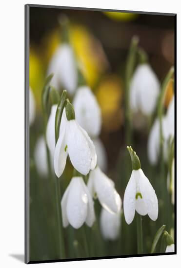 Snowdrops, Cotswolds, Gloucestershire, England, United Kingdom, Europe-Stuart Black-Mounted Photographic Print