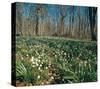 Snowdrops Flowering In Forest-null-Stretched Canvas