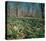 Snowdrops Flowering In Forest-null-Stretched Canvas