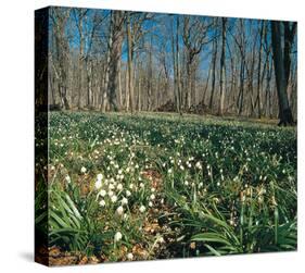 Snowdrops Flowering In Forest-null-Stretched Canvas
