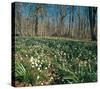 Snowdrops Flowering In Forest-null-Stretched Canvas