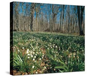 Snowdrops Flowering In Forest-null-Stretched Canvas