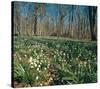 Snowdrops Flowering In Forest-null-Stretched Canvas