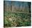 Snowdrops Flowering In Forest-null-Stretched Canvas